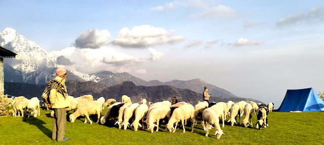  sheep grazing at triund 